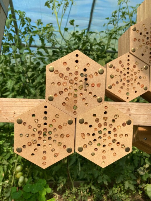 Nido esagonale per api solitarie - Lucerna Bees