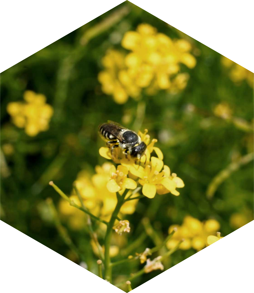 api-solitarie-lucerna-bees