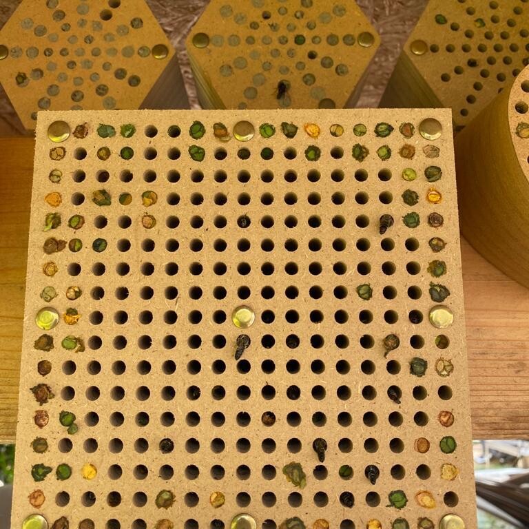nido per orto per api solitarie con api solitarie